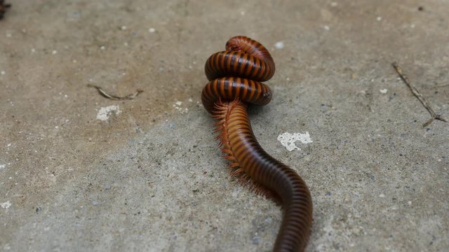 Large Millipede Mating