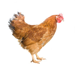 Brown hen isolated on white