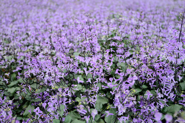 Violet flowers