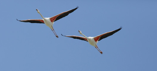 Greater Flamingos in flight