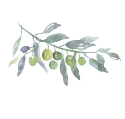 green olive tree branch on white background illustration. waterc