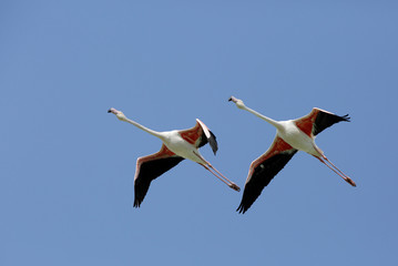 Greater Flamingos flying