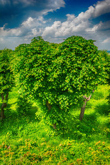 Obraz premium Heart shape tree