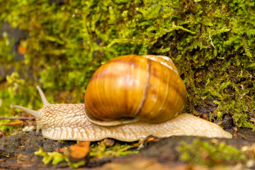 Schnecke