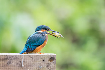 Common Kingfisher Alcedo atthis