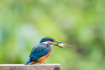 Common Kingfisher Alcedo atthis