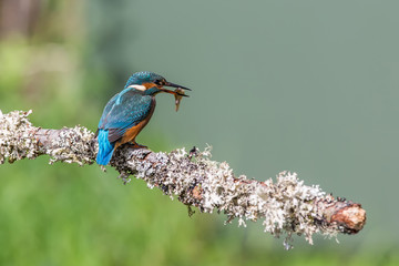 Common Kingfisher Alcedo atthis