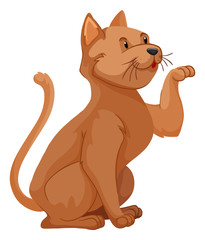 Short hair cat with brown hair