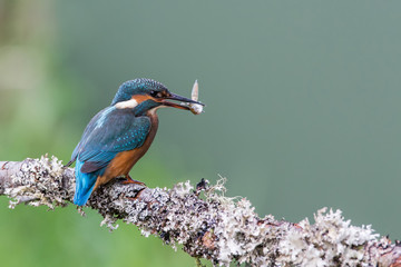 Common Kingfisher Alcedo atthis