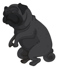 Pet dog with black fur