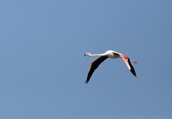 Greater Flamingo