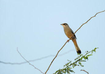 Grey Hypocolius perched on tree branch