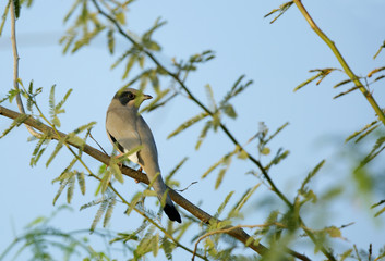 Fototapeta premium Grey Hypocolius perched on tree