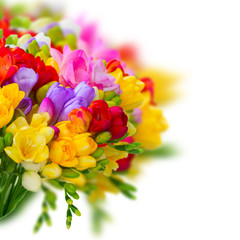 Bukiet świerzych i kolorowych kwiatów frezjii - obrazy, fototapety, plakaty