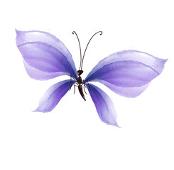 fancy lilac color butterfly design element. hand drawn illustrat