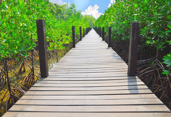 Fototapeta na wymiar Wooden walkways in mangrove forest