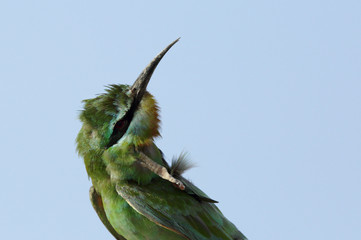 Blue-cheeked bee-eater