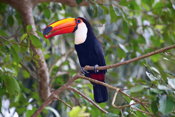 Colorful tucan