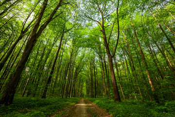 Obraz premium spring forest trees