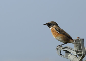 European stonechat  perched on sprinkler
