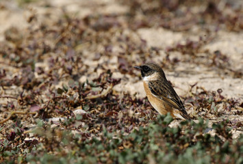 European stonechat