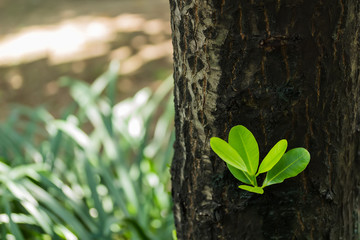 Tree buds in Spring