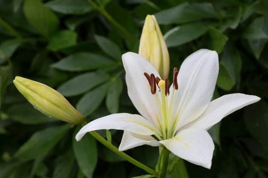 Fototapeta Белая лилия