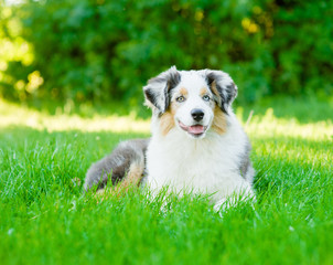 Portrait australian shepherd puppy lying on green grass