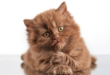 brown british long hair kitten