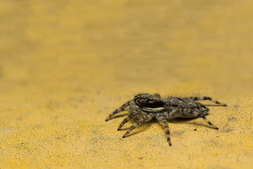 The Jumping Spider