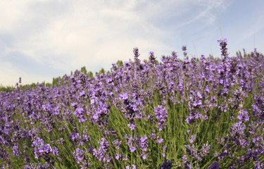 beautiful scented lavender flowers field under blue sky