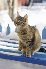 Cat on the snow-covered bench.