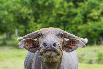 buffalo,animal,famer