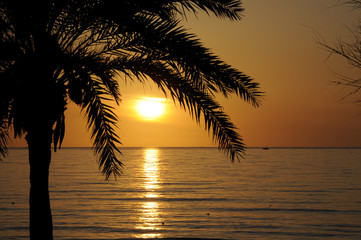 Obraz na płótnie Canvas Palme bei Sonnenaufgang