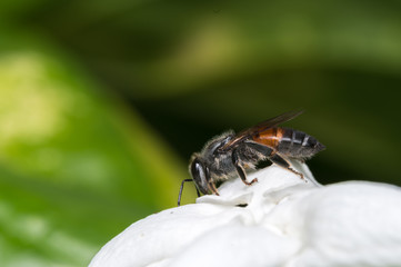 Honey bee and white flower.

