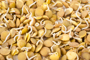 lentil sprouts