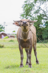 buffalo,animal,famer