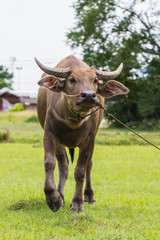 buffalo,animal,famer