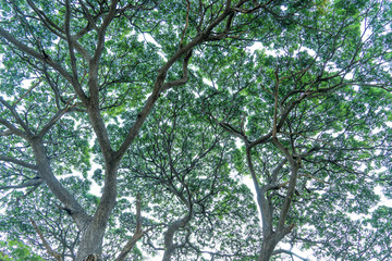 Fototapeta premium pattern and texture big tree background
