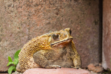 Asian tropical toad in Thailand