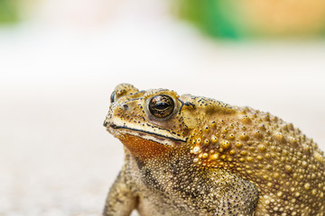 Asian tropical toad in Thailand