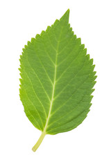 Green leaf isolated on white a background