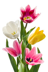 image of beautiful flowers of tulips in the garden closeup