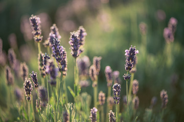 Fototapeta premium Lavender, close up of fresh lavender field