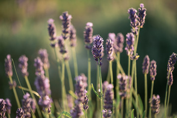 Lavender, close up of fresh lavender field