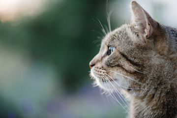 Obraz premium Cat portrait close up, only head crop, looking to the top, 
