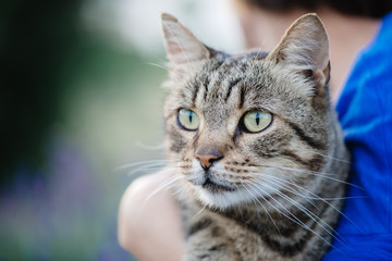Close up cat portrait. Cute cat posing outdoor.