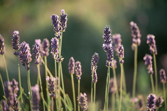 Fototapeta Lavender, close up of fresh lavender field