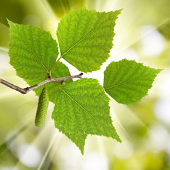image of a branch with leaves closeup