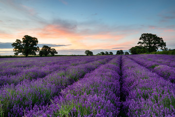 Lavender Rows